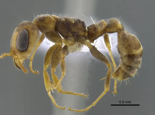 Pseudomyrmex alustratus specimen CBUMAGENT41810 image cbumagent41810_3