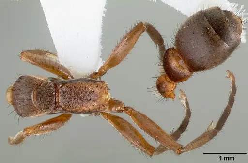Pseudomyrmex alvarengai specimen CASENT0005832 image casent0005832_1