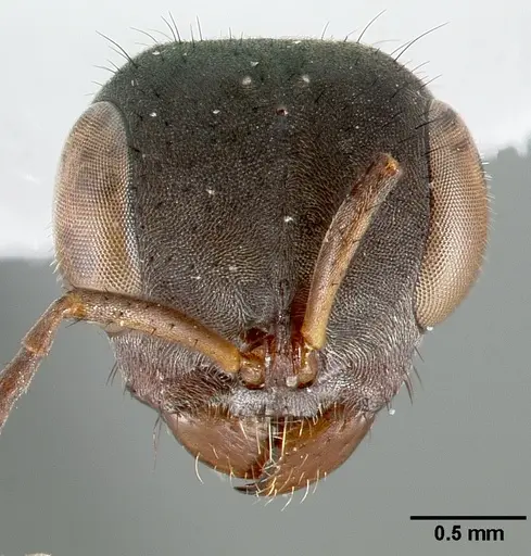 Pseudomyrmex alvarengai specimen CASENT0005832 image casent0005832_2