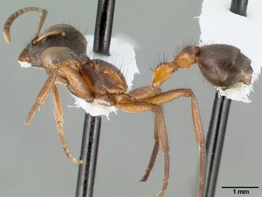 Pseudomyrmex alvarengai specimen CASENT0005832 image casent0005832_3