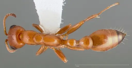 Pseudomyrmex apache specimen CASENT0005440 image casent0005440_1