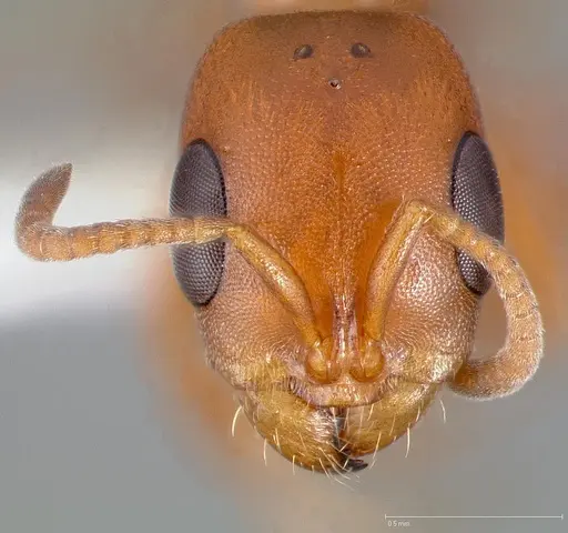 Pseudomyrmex apache specimen CASENT0005440 image casent0005440_2