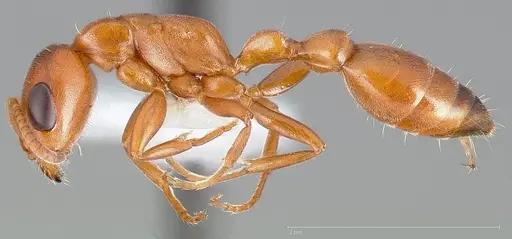 Pseudomyrmex apache specimen CASENT0005440 image casent0005440_3