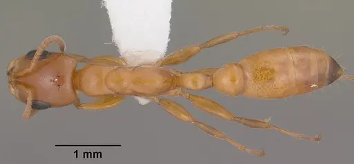 Pseudomyrmex apache specimen CASENT0102906 image casent0102906_1