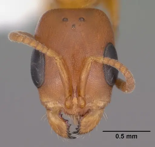 Pseudomyrmex apache specimen CASENT0102906 image casent0102906_2