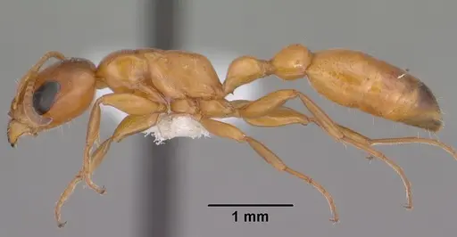Pseudomyrmex apache specimen CASENT0102906 image casent0102906_3