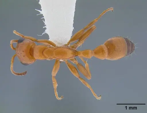 Pseudomyrmex apache specimen CASENT0220847 image casent0220847_1