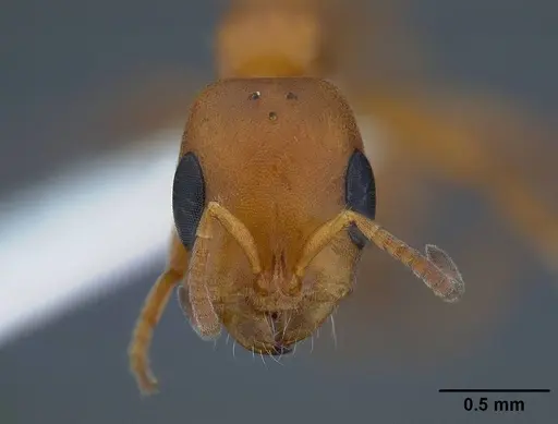 Pseudomyrmex apache specimen CASENT0220847 image casent0220847_2