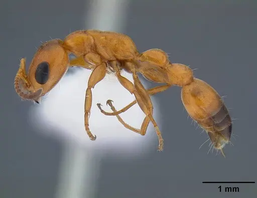 Pseudomyrmex apache specimen CASENT0220847 image casent0220847_3
