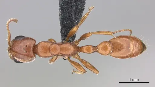 Pseudomyrmex apache specimen CASENT0260141 image casent0260141_1