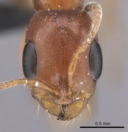 Pseudomyrmex apache specimen CASENT0260141 image casent0260141_2
