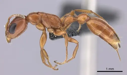 Pseudomyrmex apache specimen CASENT0260141 image casent0260141_3