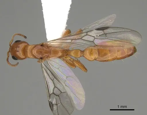 Pseudomyrmex apache specimen CASENT0843588 image casent0843588_1