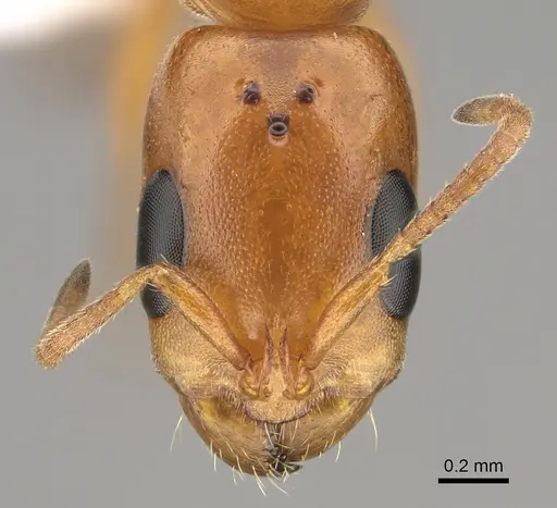 Pseudomyrmex apache specimen CASENT0843588 image casent0843588_2