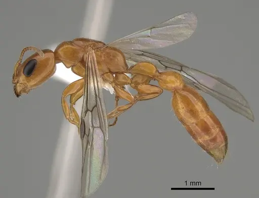 Pseudomyrmex apache specimen CASENT0843588 image casent0843588_3