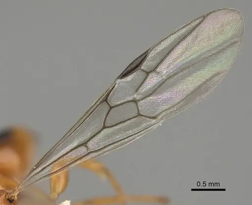 Pseudomyrmex apache specimen CASENT0843588 image casent0843588_4
