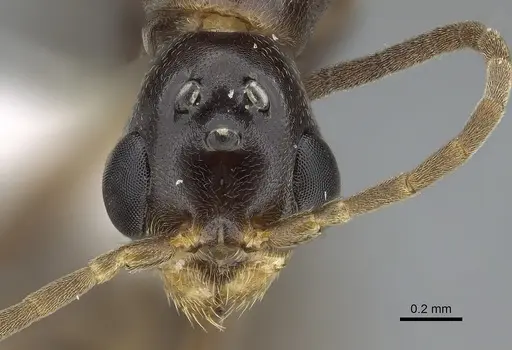 Pseudomyrmex apache specimen CASENT0843589 image casent0843589_2
