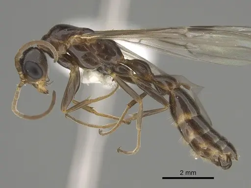 Pseudomyrmex apache specimen CASENT0843589 image casent0843589_3