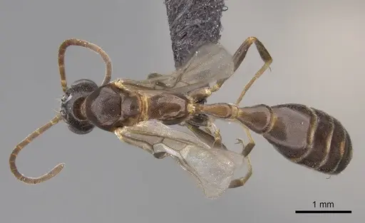 Pseudomyrmex apache specimen CASENT0845186 image casent0845186_1