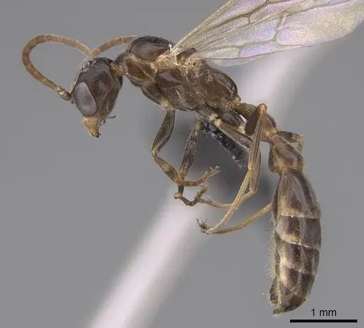 Pseudomyrmex apache specimen CASENT0845186 image casent0845186_3