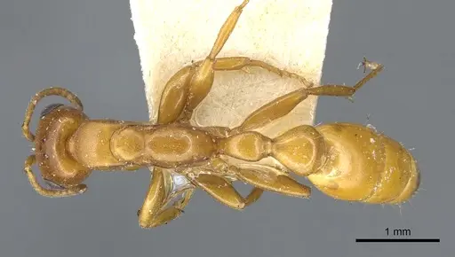 Pseudomyrmex apache specimen CASENT0902872 image casent0902872_1