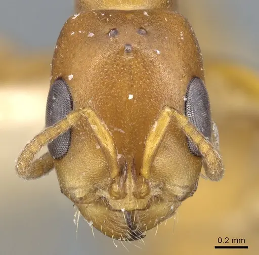 Pseudomyrmex apache specimen CASENT0902872 image casent0902872_2