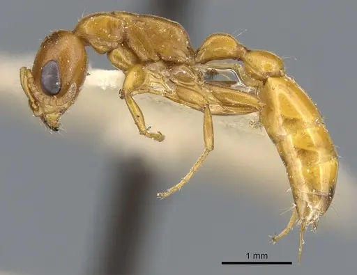 Pseudomyrmex apache specimen CASENT0902872 image casent0902872_3