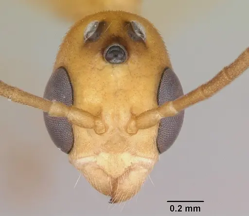 Pseudomyrmex arcanus specimen CASENT0103327 image casent0103327_2