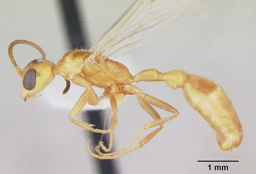Pseudomyrmex arcanus specimen CASENT0103327 image casent0103327_3
