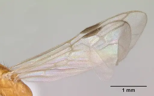 Pseudomyrmex arcanus specimen CASENT0103327 image casent0103327_4