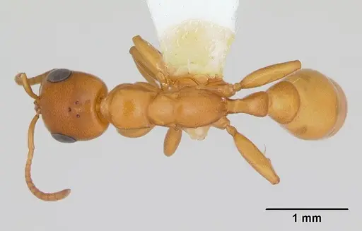 Pseudomyrmex arcanus specimen CASENT0173042 image casent0173042_1