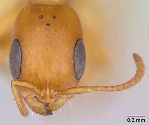 Pseudomyrmex arcanus specimen CASENT0173042 image casent0173042_2
