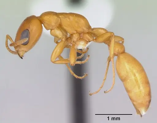 Pseudomyrmex arcanus specimen CASENT0173042 image casent0173042_3