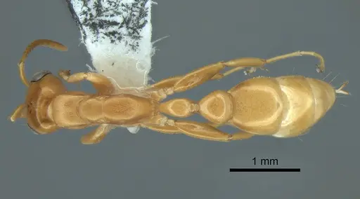 Pseudomyrmex arcanus specimen CASENT0863536 image casent0863536_1