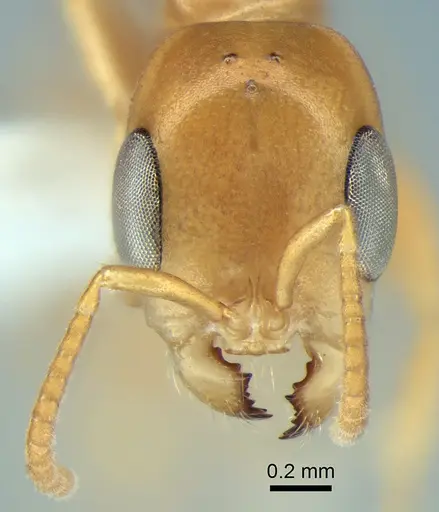 Pseudomyrmex arcanus specimen CASENT0863536 image casent0863536_2