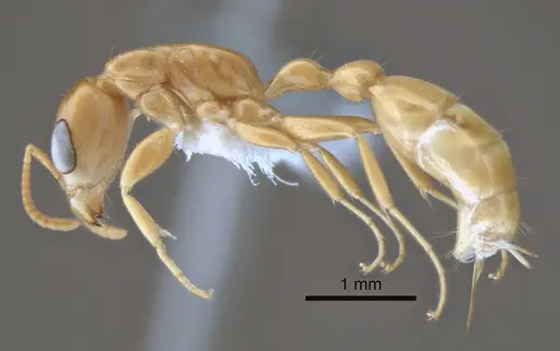 Pseudomyrmex arcanus specimen CASENT0863536 image casent0863536_3