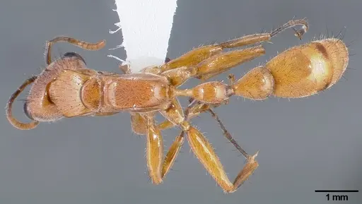 Pseudomyrmex atripes specimen CASENT0005833 image casent0005833_1