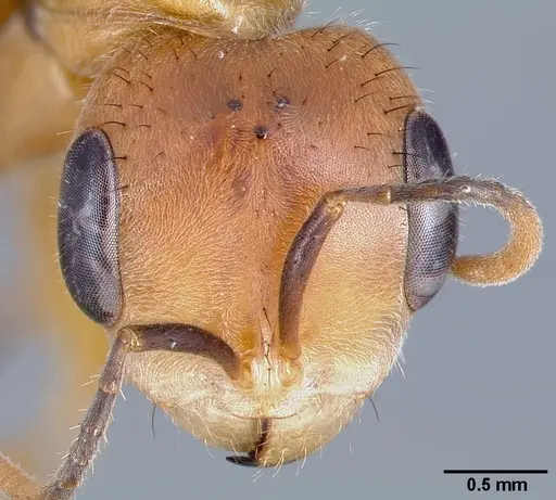 Pseudomyrmex atripes specimen CASENT0005833 image casent0005833_2