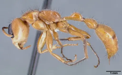 Pseudomyrmex atripes specimen CASENT0005833 image casent0005833_3