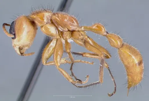 Pseudomyrmex atripes specimen CASENT0005833 image casent0005833_4