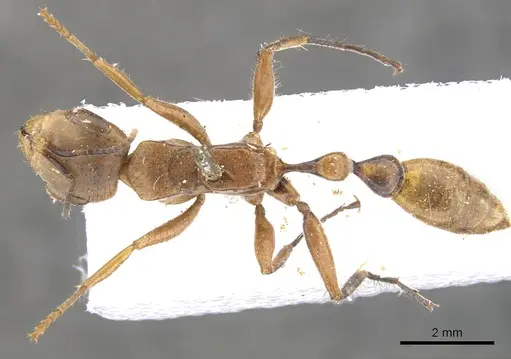 Pseudomyrmex atripes specimen CASENT0902847 image casent0902847_1
