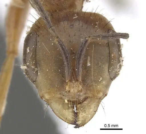 Pseudomyrmex atripes specimen CASENT0902847 image casent0902847_2