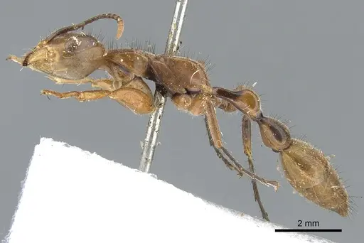 Pseudomyrmex atripes specimen CASENT0902847 image casent0902847_3