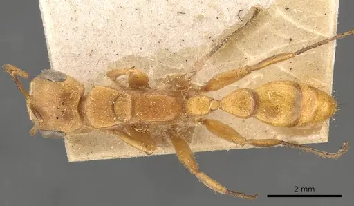 Pseudomyrmex atripes specimen CASENT0907479 image casent0907479_1