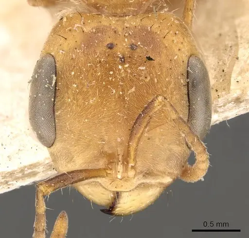 Pseudomyrmex atripes specimen CASENT0907479 image casent0907479_2
