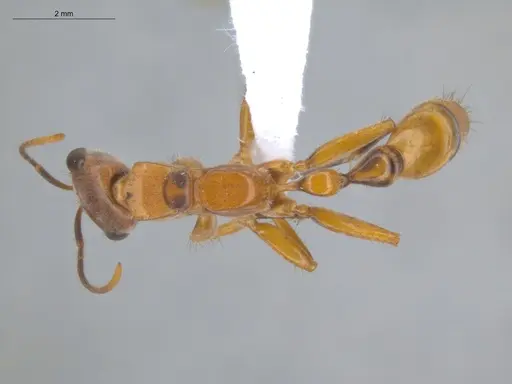 Pseudomyrmex atripes specimen ECOFOG-BUG-0363-02 image ecofog-bug-0363-02_1