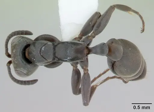 Pseudomyrmex beccarii specimen INBIOCRI002728271 image inbiocri002728271_1