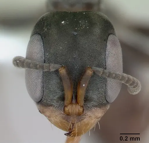 Pseudomyrmex beccarii specimen INBIOCRI002728271 image inbiocri002728271_2