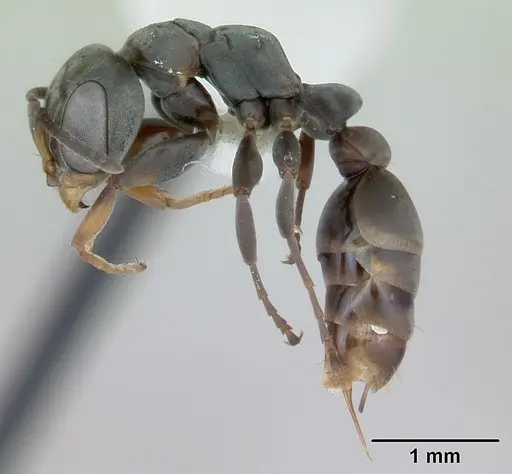 Pseudomyrmex beccarii specimen INBIOCRI002728271 image inbiocri002728271_3