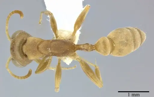 Pseudomyrmex boopis specimen CASENT0246305 image casent0246305_1